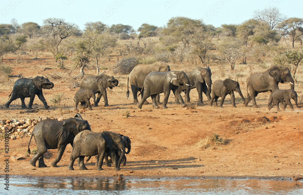 Obraz premium Elephant herd walking past a water hole in Kruger park