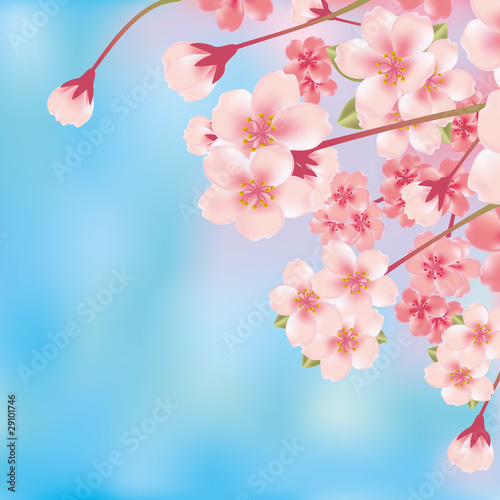 Cherry Blossom
