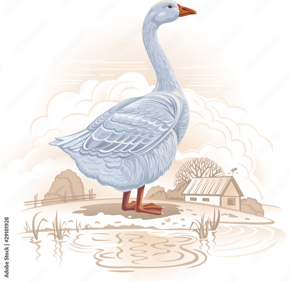 White goose