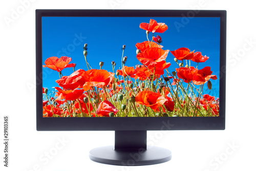 poppies field on TV screen