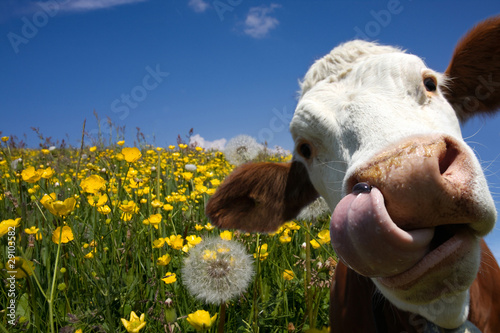Mucca al pascolo