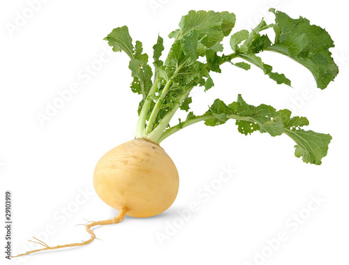 Isolated turnip. Fresh yellow turnip with big leaves isolated over white background