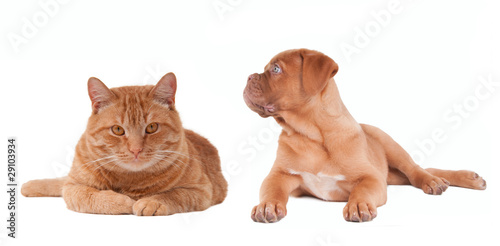 Puppy and kitten of the same colour lying next to each other