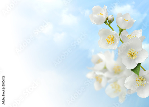 Jasmine blossoms against blue sky, corner design element