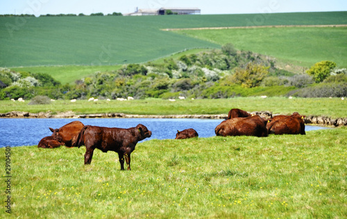 Cows in a field next to a river, England