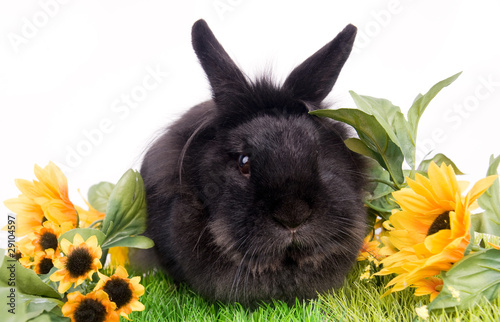 beau lapin noir et pelouse printannière - pâques photo