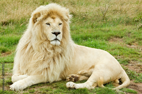 Male white lion