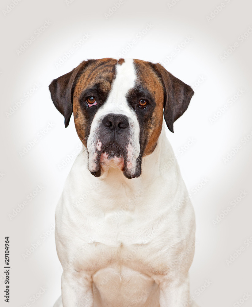 Boxer Portrait