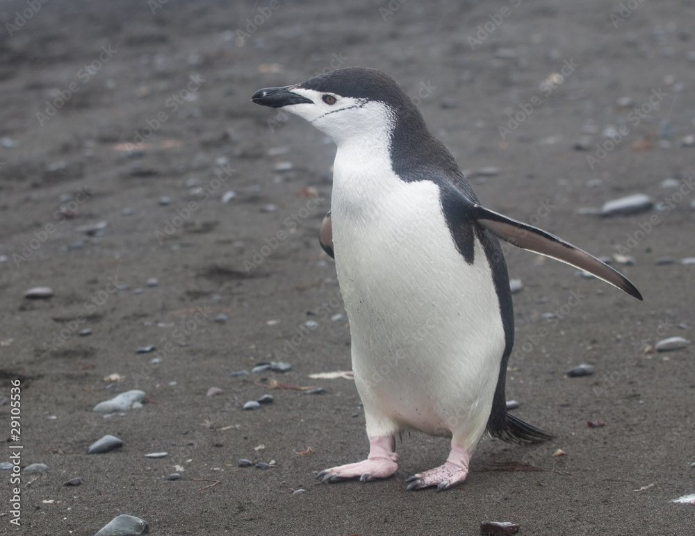 Obraz premium Chinstrap Penguin Walking
