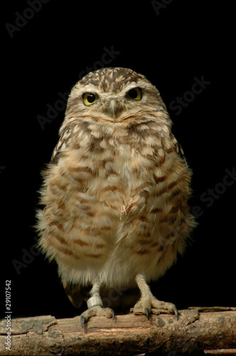 Burrowing Owl (Athene cunicularia) isolated