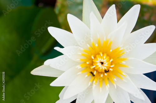 White lotus bloom fully..