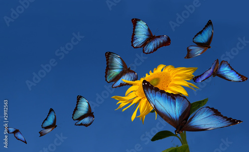 Blue morphos dancing around a sunflower