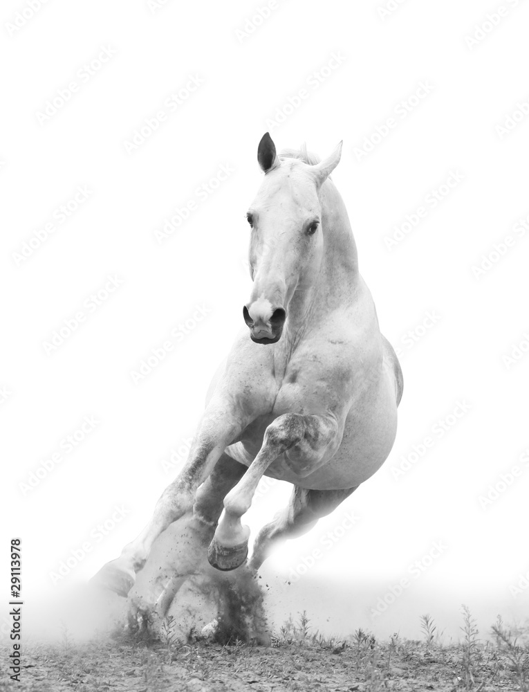 Naklejka premium biały koń