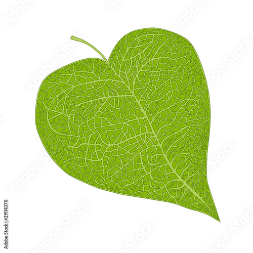 heart shaped leaf