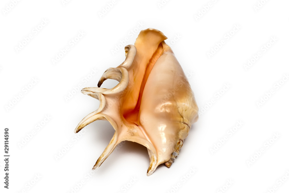 Sea shell isolated on a white background Sea shell isolated on a white background