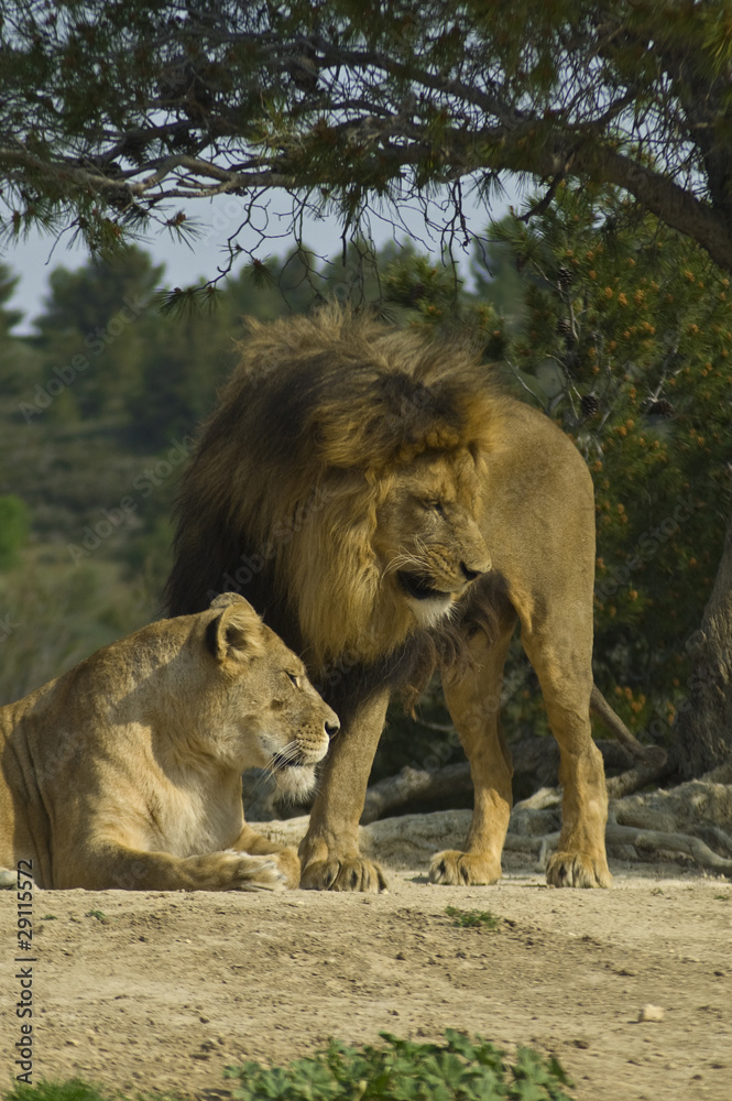 Lion and lioness (Panthera leo) Lion and lioness (Panthera leo)