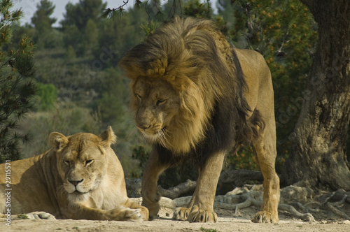 Lion and lioness  Panthera leo 