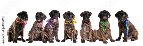 Seven puppies of bullmastiff in front of the white background