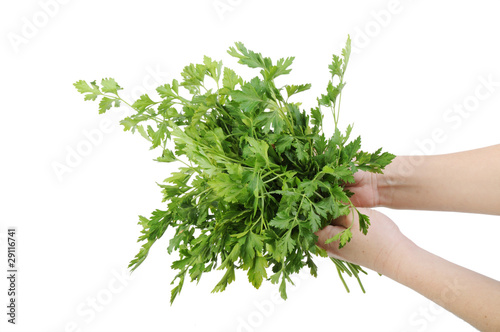 Bunch of parsley in a hand isolated on the white background