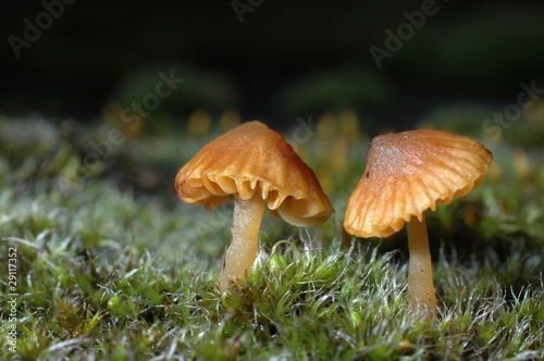 Mikrokosmos in grün und braun