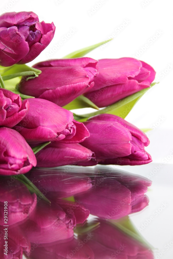 Tulpe mit Spiegelung Tulpe mit Spiegelung
