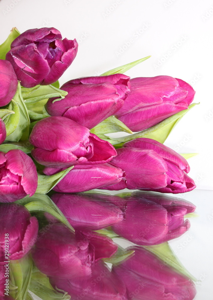 Tulpen mit Spiegelung lila Tulpen mit Spiegelung lila