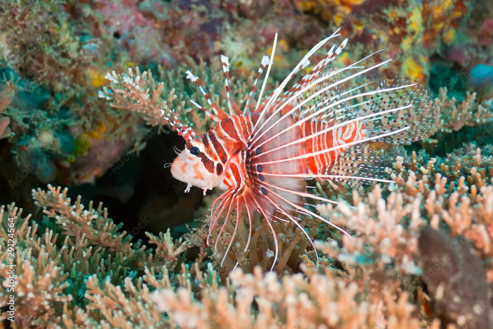 Red lionfish