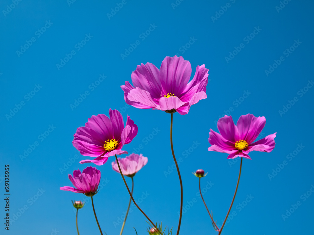 Pink Flower petal