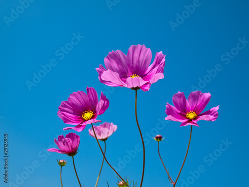 Pink Flower petal © nuttakit