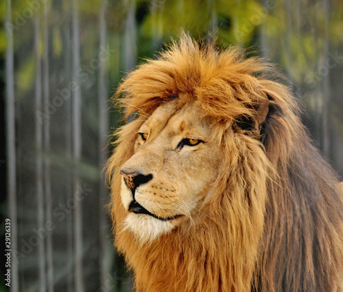 king of jungle