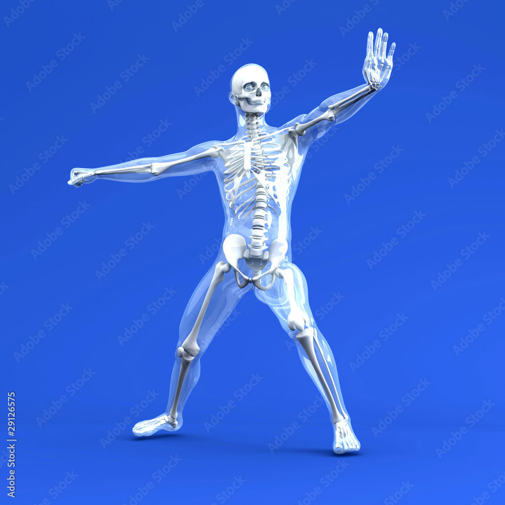 Anatomie - Kampfsport Anatomie - Kampfsport