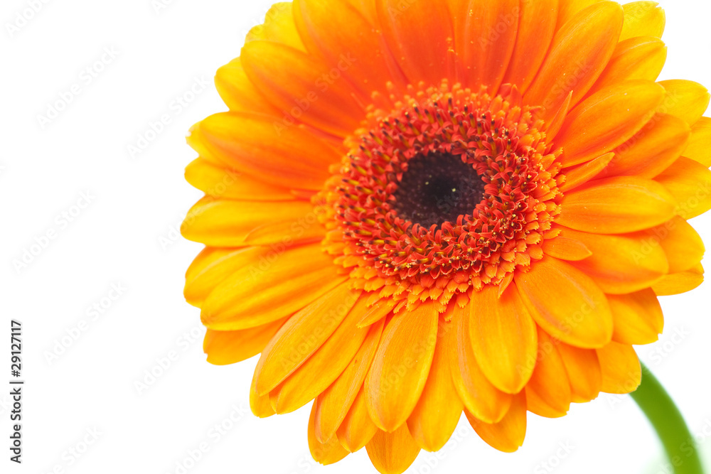 an orange gerbera flower isolated on white