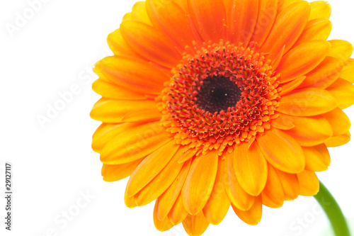 an orange gerbera flower isolated on white