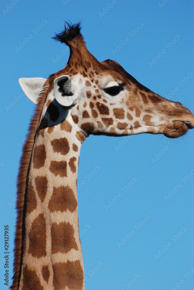 afrique sauvage afrique sauvage