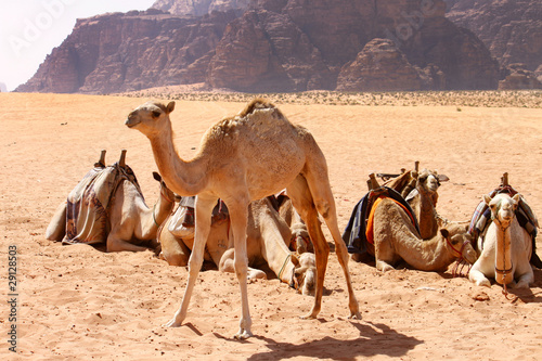 Baby camel photo