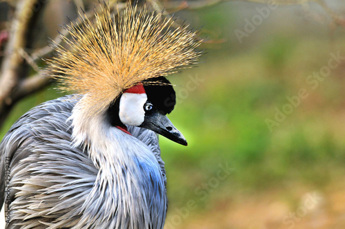 lonely crowned crane