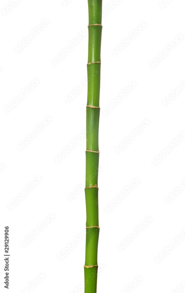 Fototapeta premium bamboo