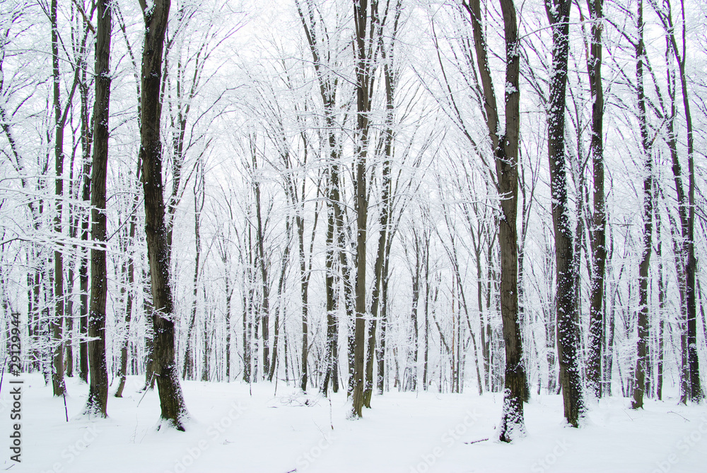 winter forest winter forest