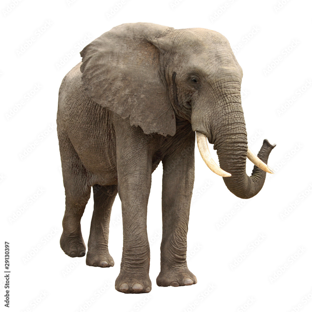 Fototapeta premium elephant isolated