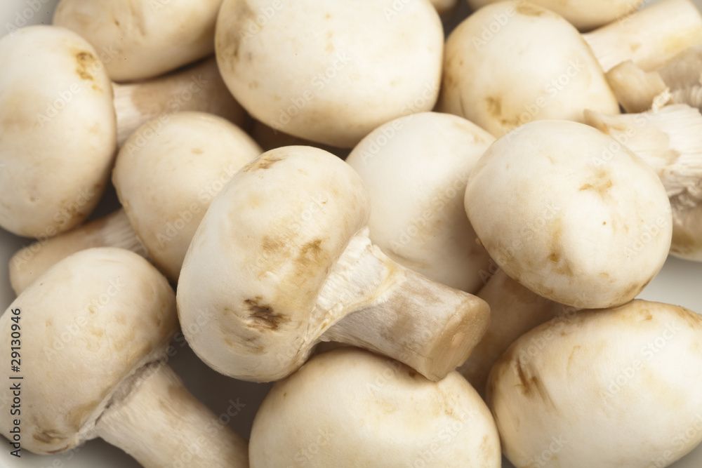 mushroom pile mushroom pile