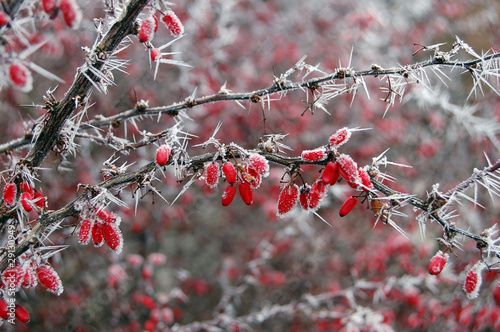 Red berries covered with frost