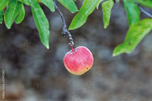 Manzana rojiza  (malus domestica) photo