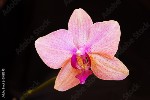 The orchid in the black backround