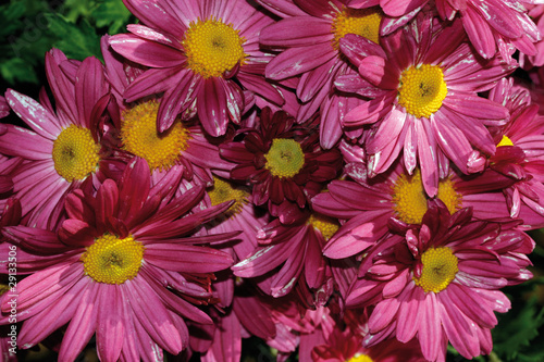 Crisantemo (chrisanthemum) photo