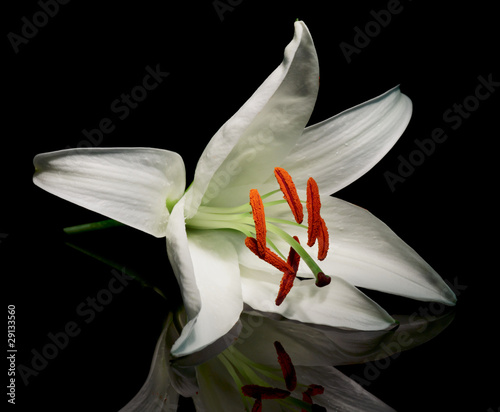 Fototapeta Naklejka Na Ścianę i Meble -  Easter lily lying on black surface
