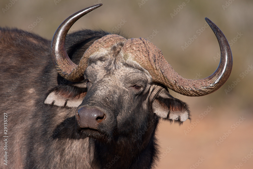African buffalo African buffalo