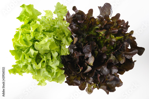 green and red oak lettuce