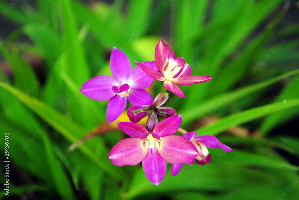 Purple orchid in Thailand.