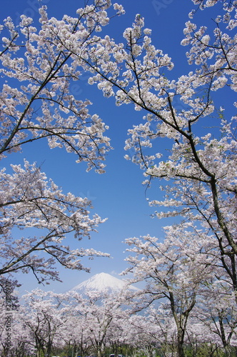 Mt.Fuji with Cherry Blossoms