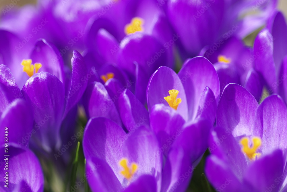 Crocus Crocus